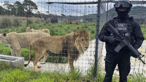 black jaguar white tiger mission.